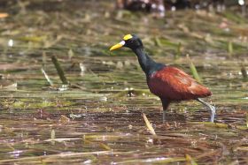 New River, Belize, Northern Jacana – Best Places In The World To Retire – International Living